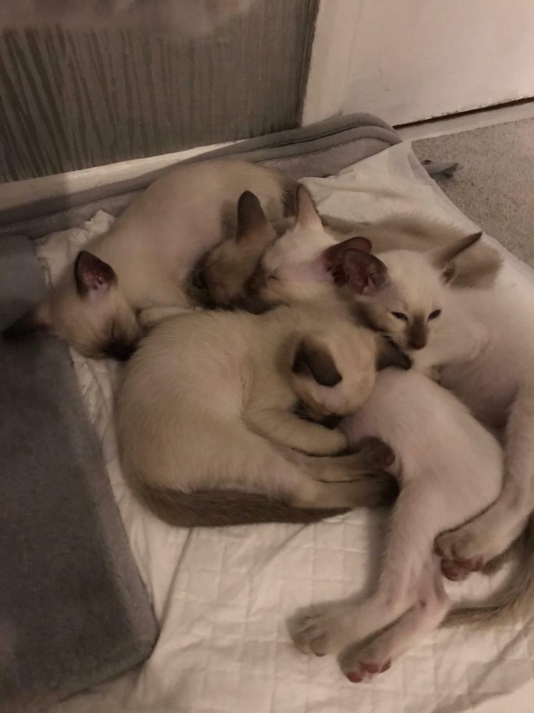 gumtree burmese kittens